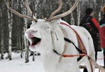 Зимний отдых в Финляндии - наедине с природой
